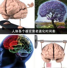 人體衰老退化時間表