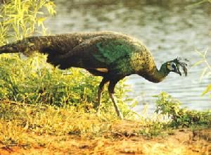 Green peafowl