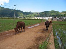 西山自然村[雲南省按板鎮文牘村西山自然村]