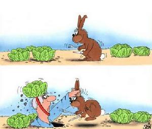 兔子被胡蘿蔔田吸引住了