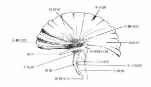 投射纖維