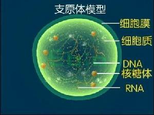 陣發性冷性血紅蛋白尿