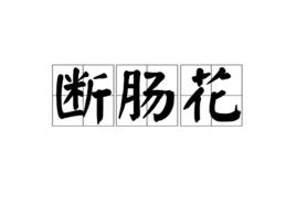 斷腸花[漢語詞語]