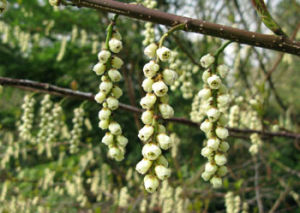 旌節花 Stachyurus praecox