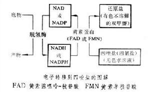 細胞化學