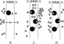 跨膜運輸方式