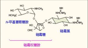 脒基化作用