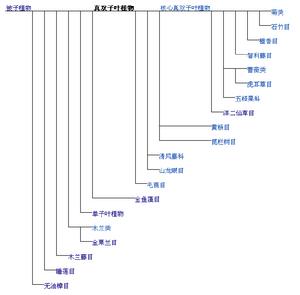 APG III分類系統