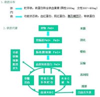 血清總鐵結合力－鐵代謝