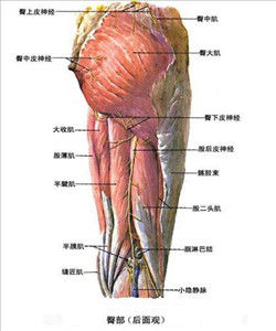 腱膜