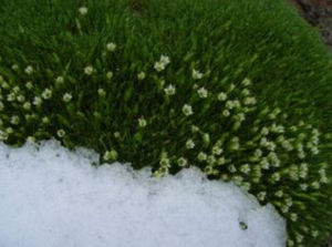 八宿雪靈芝