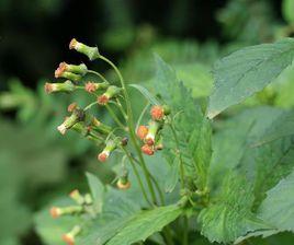 野茼蒿