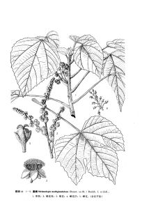 來源：中國植物志原版墨線圖