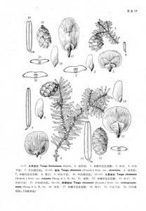 大果鐵杉（變種）