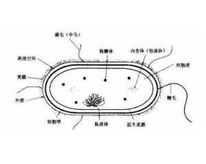 莢膜