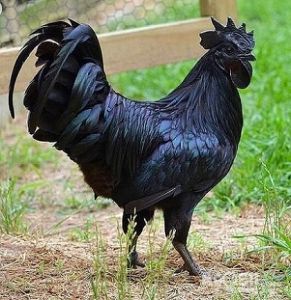 黑鳳雞