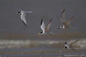 SAUNDERS'S TERN (STERNULA SAUNDERSI)