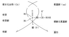 磷醯化胺基酸生成核酸和蛋白質的化學模型