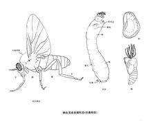 瓮里醯雞