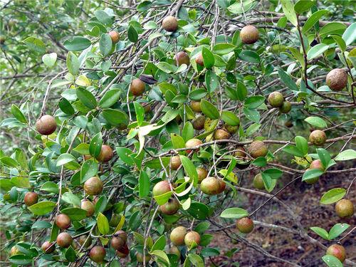 常山油茶樹