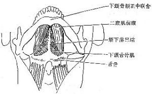 頦下三角