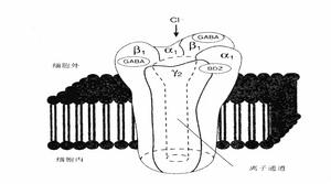 BZ結合部位在α和γ，結合後易化GABA作用，增加Cl-通道開放頻率而增加Cl-內流。
