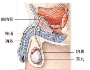 先天性睪丸發育不全