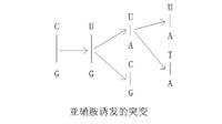 亞硝胺誘發的突變