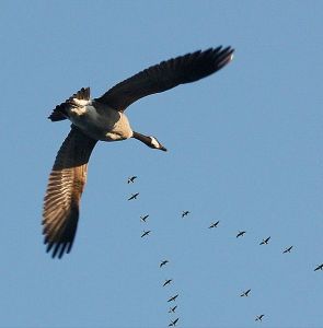 《論鳥的飛行》