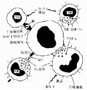 腫瘤免疫