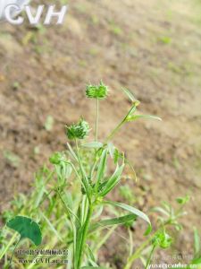 田野毛茛