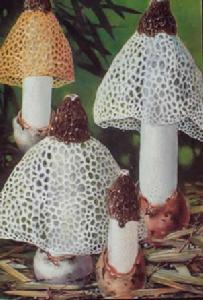 黃裙竹蓀蘑菇