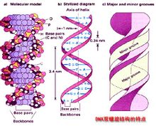 DNA雙螺鏇結構特點圖