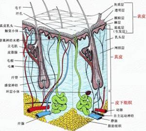 皮膚結構圖