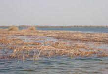 河北衡水湖國家級自然保護區