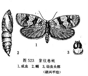 紫紋卷蛾