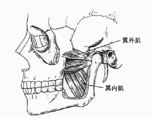 咀嚼肌