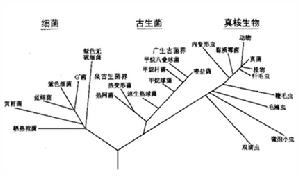 非細胞生物