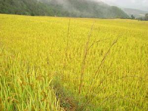 拉日洛馬自然村發展重點－水稻種植