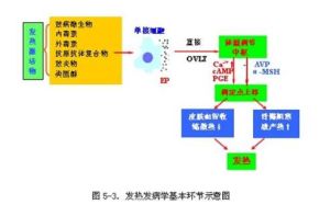 外源性致熱源