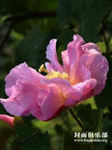 （圖）木芙蓉花