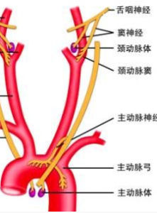 主動脈弓