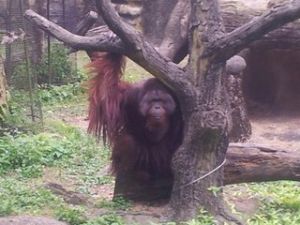 台北木柵動物園