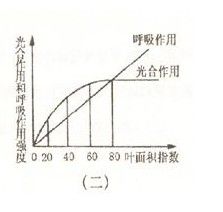 葉面積指數