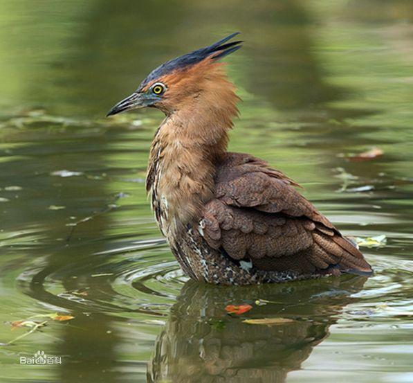 黑冠鳽