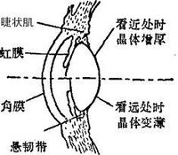 睫狀肌