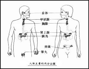 內分泌治療