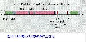 rDNA