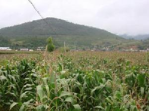 蓋場村玉米種植業