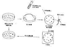 重組DNA技術[生物學術語]